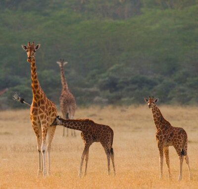 Sticker Vrouwelijke giraf met een baby in de savanne. Kenia. Tanzania. Oost Afrika. Een uitstekende illustratie.