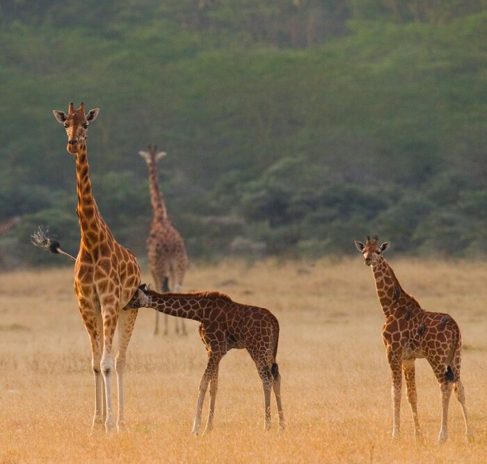 Sticker Vrouwelijke giraf met een baby in de savanne. Kenia. Tanzania. Oost Afrika. Een uitstekende illustratie.