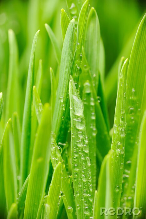 Sticker Water druppels op gras