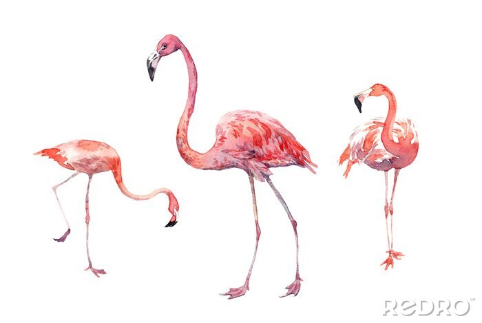 Sticker Watercolor clip-art with pink flamingos in white background