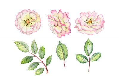Sticker Watercolor hand drawn roses. Can be used as print, poster, postcrad, invitation, greeting card, packaging design, stickers.