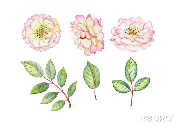 Sticker Watercolor hand drawn roses. Can be used as print, poster, postcrad, invitation, greeting card, packaging design, stickers.