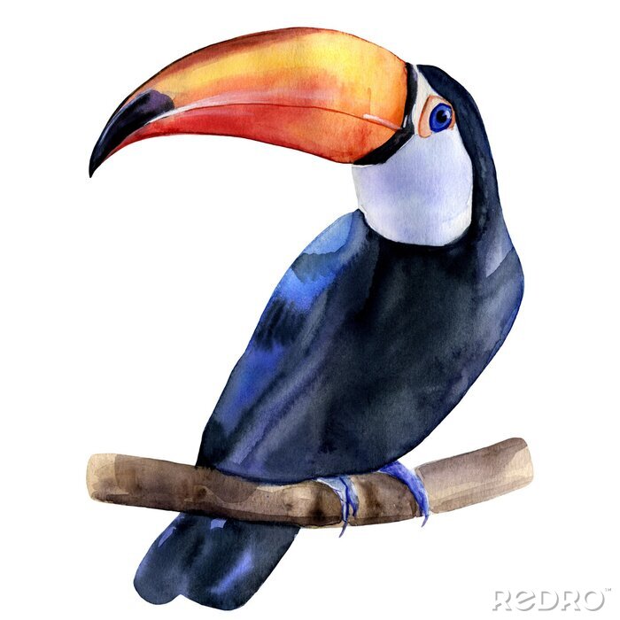 Sticker Watercolor hand painted colorful realistic illustration of toucan bird sitting on a branch. Isolated element on white background.