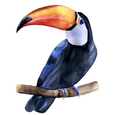 Sticker Watercolor hand painted colorful realistic illustration of toucan bird sitting on a branch. Isolated element on white background.