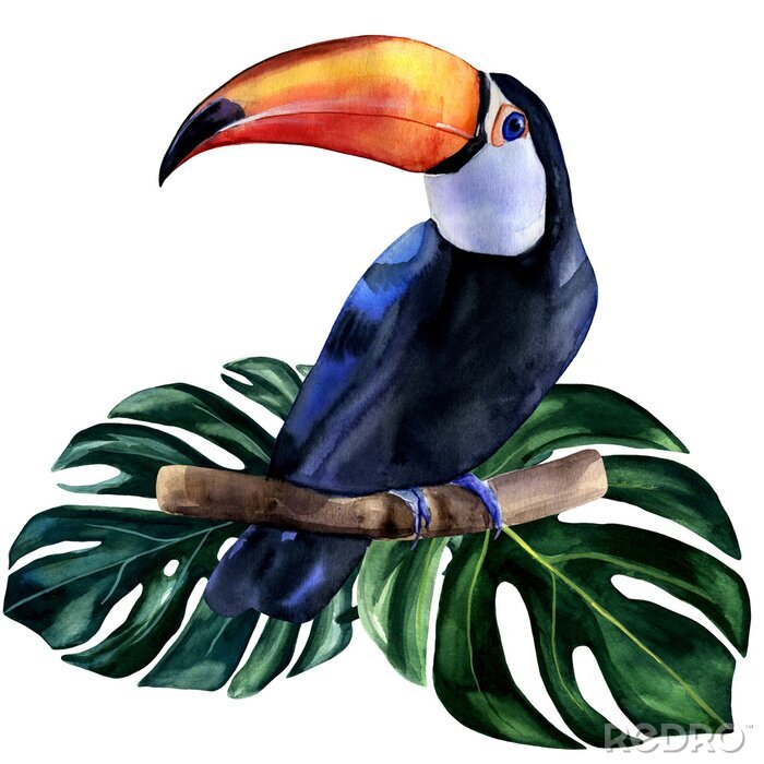 Sticker Watercolor hand painted colorful realistic illustration of toucan bird with monstera leaves. Bright tropical composition is perfect for invitation for thematic wedding or party.