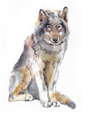 Sticker Watercolor single wolf animal isolated on a white background illustration.