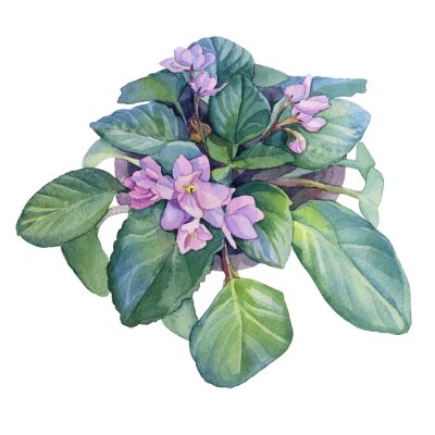 Sticker Watercolor violet flower in pot isolated on white background. Home plant indoor for interior. Art creative hand-drawn object for sticker, florist, poster, wallpaper, wrapping, postcard, notebook