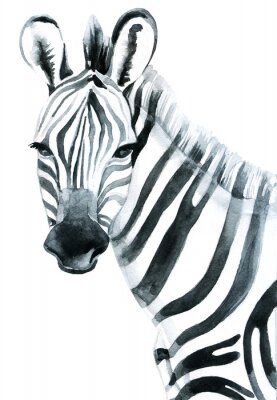 Sticker Watercolor zebra op een witte achtergrond roosterillustratie