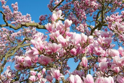Sticker Weelderig bloeiende magnolia