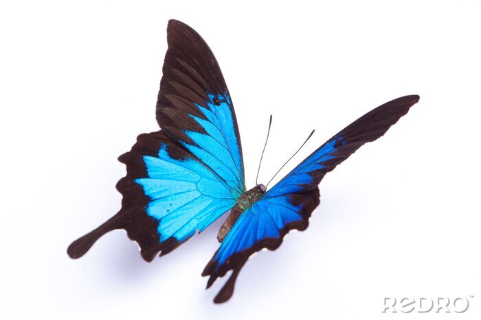 Sticker Weergave van een blauwe vlinder
