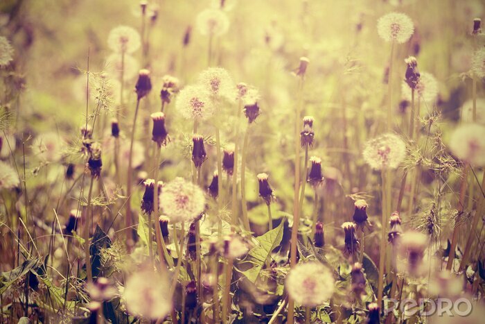 Sticker Weide bezaaid met uitgebloeide paardebloemen