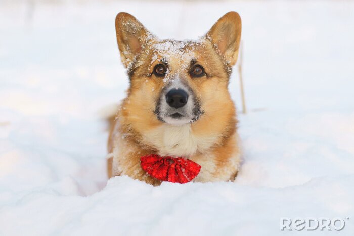 Sticker Welsh Corgi Pembroke hond verblijft in de sneeuw