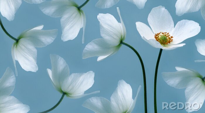 Sticker White beautiful primrose. Flowers on a green stem. Studio shot. Nature.