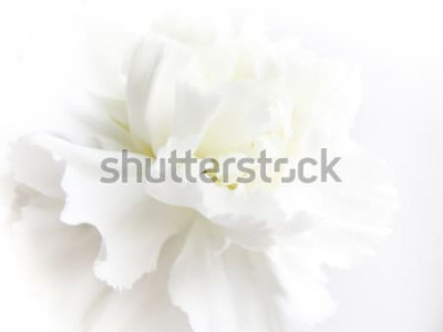 Sticker White flowers background. Macro of white petals texture. Soft dreamy image