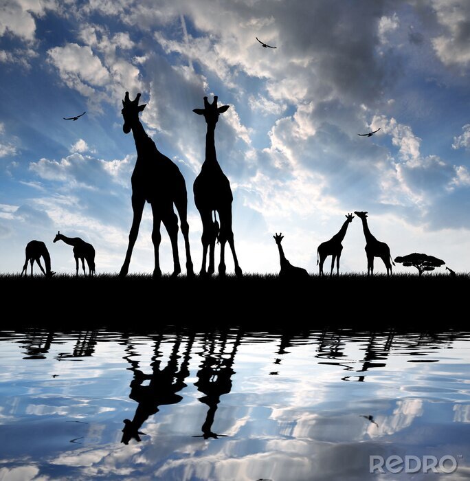 Sticker Wild dier op de achtergrond van de hemel