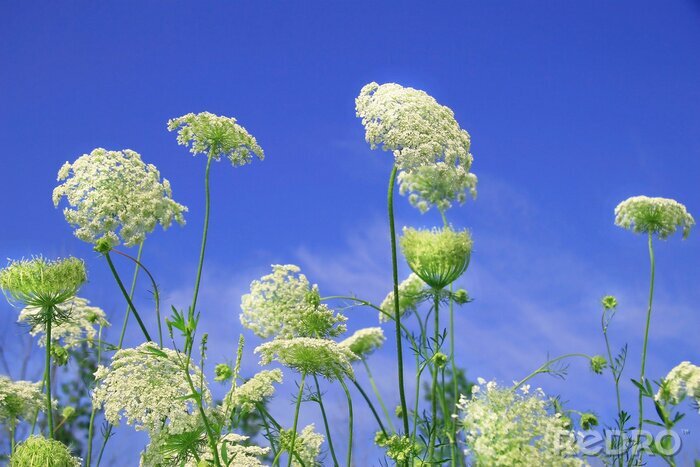 Sticker Wilde bloemen en natuur