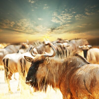 Wilde dieren bij zonsondergang