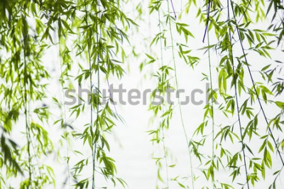 Sticker wilg bladeren