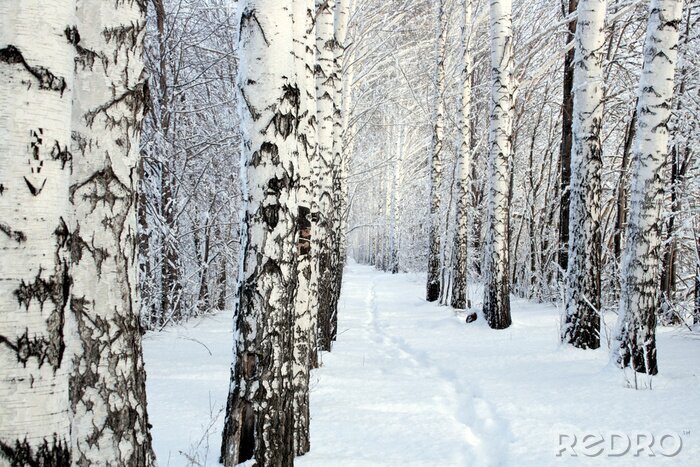 Sticker Winters berkenbosje