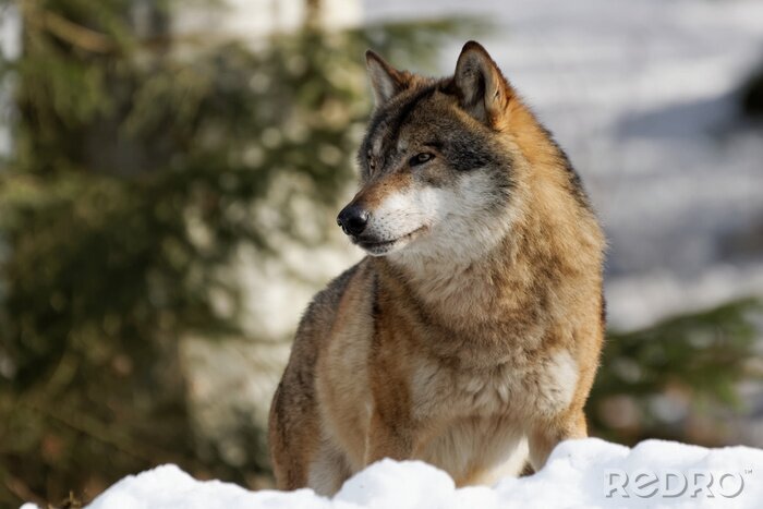 Sticker Winterwolf en natuur
