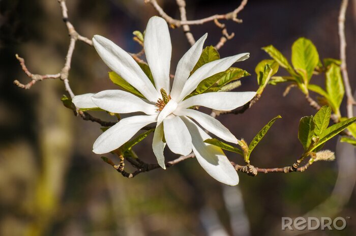 Sticker Wit bloeiende magnolia