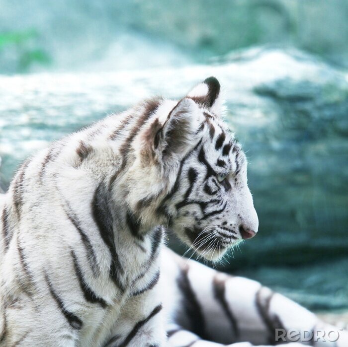 Sticker Wit dier boven water