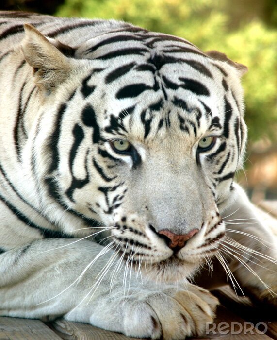 Sticker Wit dier op een boom