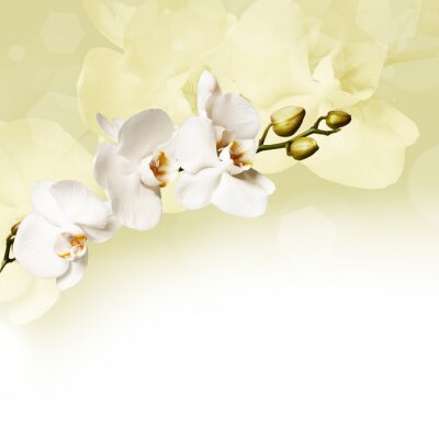 Wit en crèmekleurige orchideeën