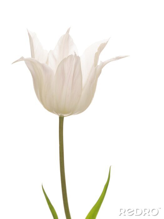 Sticker Wit gekarteld tulpje