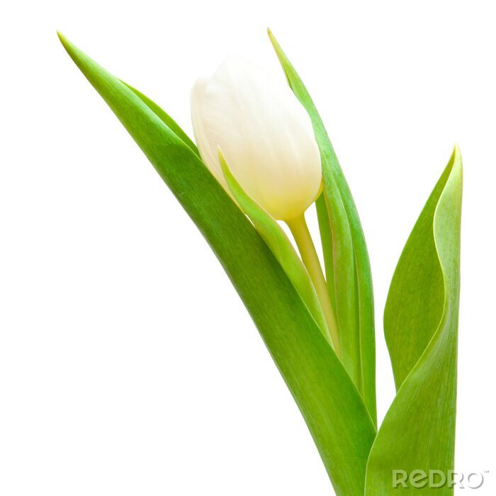 Sticker Witte bloem met bladeren