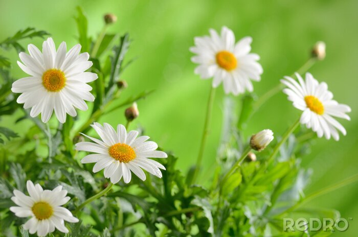 Sticker Witte bloemen en natuur