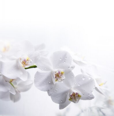 Witte bloemen in de dauw