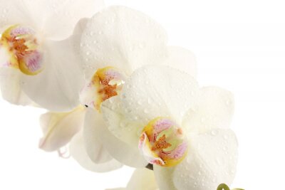 Sticker Witte bloemen in regendruppels