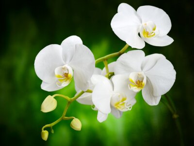 Sticker Witte bloemen van een orchidee
