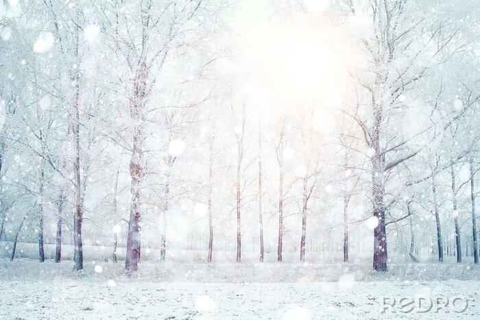 Sticker Witte bomen verlicht door een heldere gloed