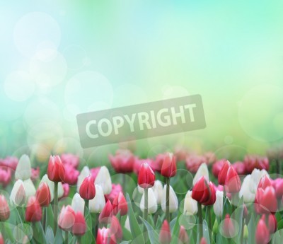 Sticker Witte en rode tulpen