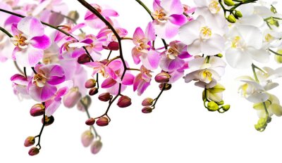 Witte en roze bloemen