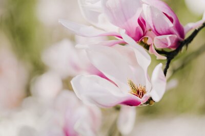 Witte en roze magnolia bloemblaadjes