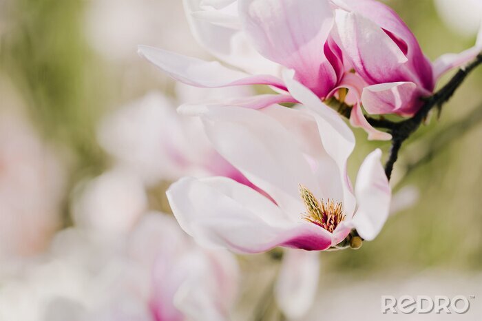 Sticker Witte en roze magnolia bloemblaadjes