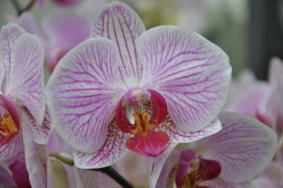 Sticker Witte en roze orchidee close-up