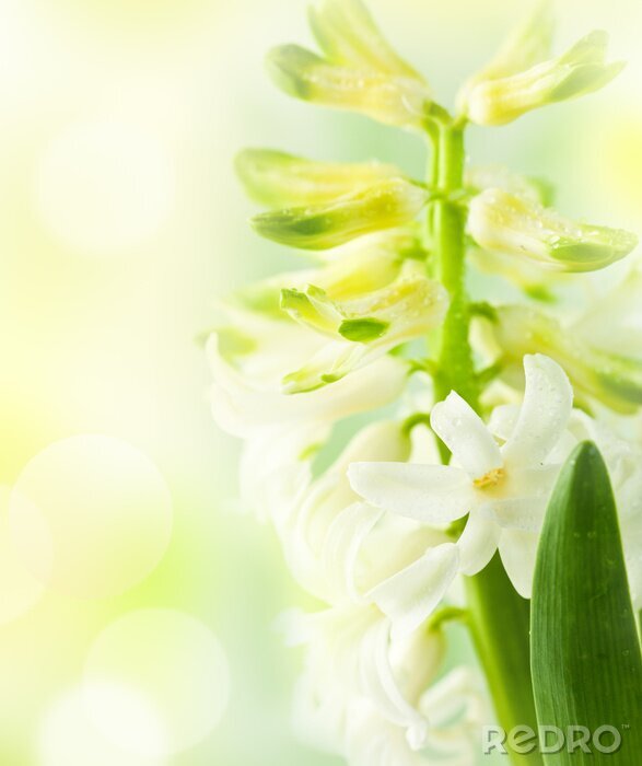 Sticker Witte Hyacint