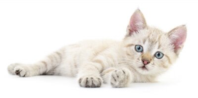 Sticker Witte kat die op zijn kant ligt met uitgestrekte poten