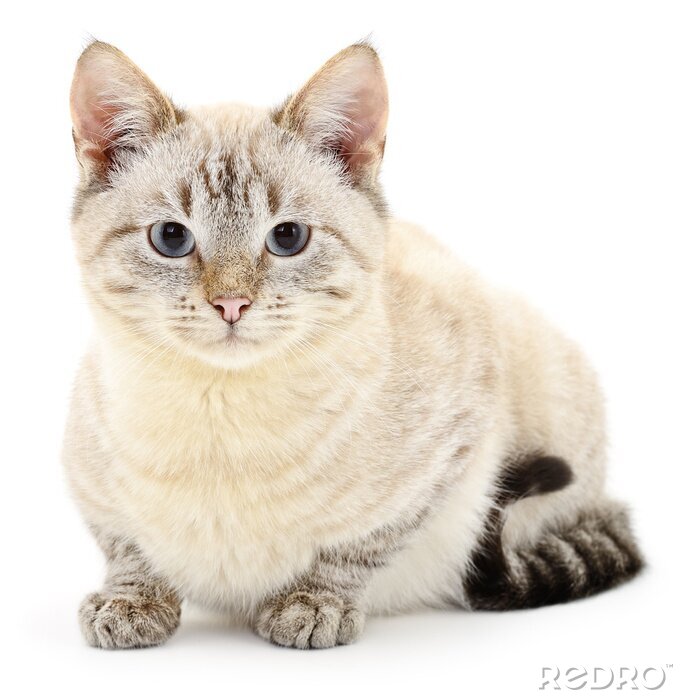 Sticker Witte kat met zwarte staart en grijze pootjes
