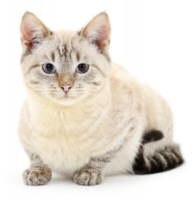 Sticker Witte kat met zwarte staart en grijze pootjes