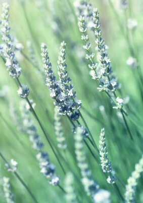 Witte lavendel bloeit