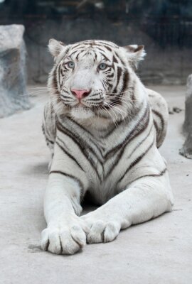 Sticker Witte liggende Bengaalse tijger