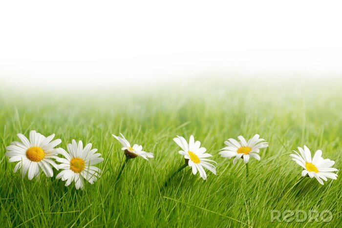 Sticker Witte madeliefjes en groen gras