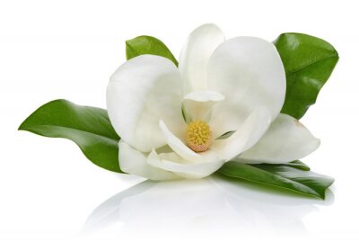 Sticker Witte magnolia op een witte achtergrond