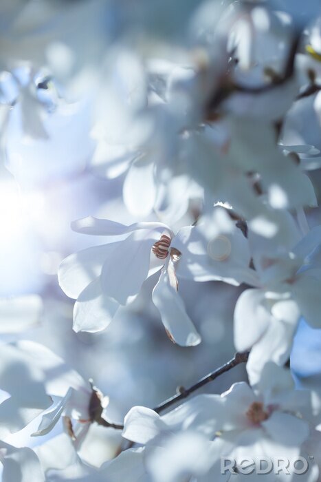 Sticker Witte magnolia's in de stralen van de zon