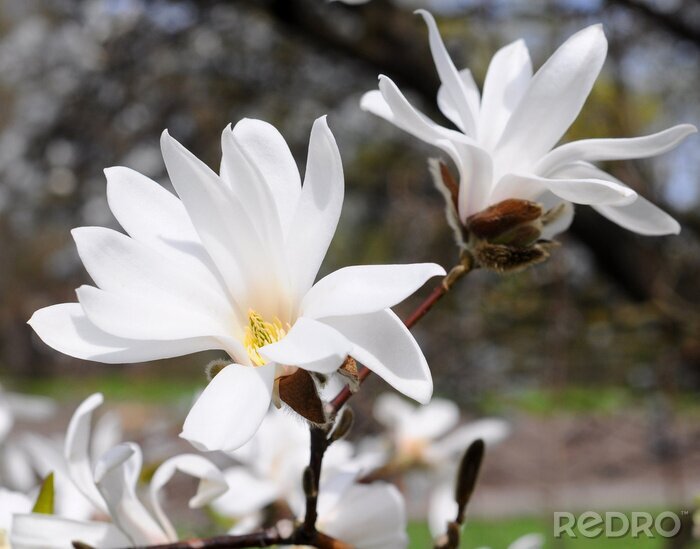 Sticker Witte magnolia's op een achtergrond van een park